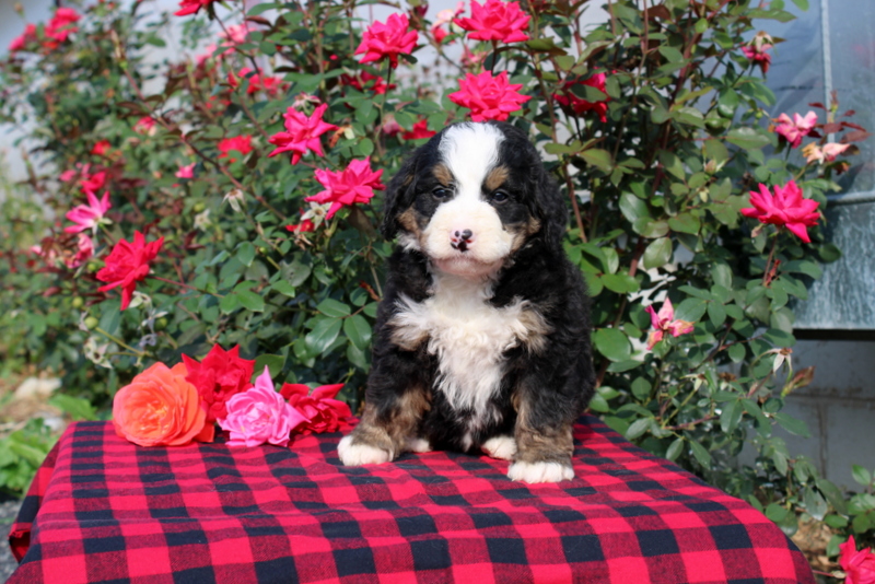 puppy, for, sale, Morkie, Matthew B. Stoltzfus, dog, breeder, Gap, PA, dog-breeder, puppy-for-sale, forsale, nearby, find, puppyfind, locator, puppylocator, aca